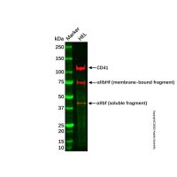 Recombinant CD41 Antibody，重组, ExactAb™, 已验证, 见COA，阿拉丁