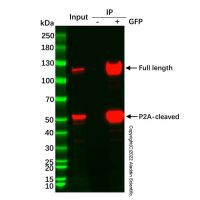 UltraBio™ Anti-GFP Magnetic Beads,BioReagent,For analysis reduced,10 mg/mL; Particle Size: 1 μm,阿拉丁