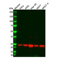 Recombinant Peroxiredoxin 3/PRDX3 Antibody,ExactAb™, Validated, 重组, 0.2 mg/mL,阿拉丁