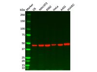 Recombinant Wnt2b Antibody，ExactAb™, Validated, 重组, 0.3 mg/mL，阿拉丁