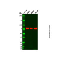 Recombinant eIF4B Antibody,ExactAb™, Validated, 重组, 0.2 mg/mL,阿拉丁