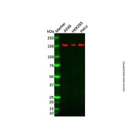 Recombinant KMT4/Dot1L Antibody，重组, ExactAb™, 已验证, 高性能, 见COA，阿拉丁