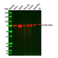 Recombinant LYRIC/AEG1 Antibody,ExactAb™, Validated, 重组, 0.6 mg/mL,阿拉丁