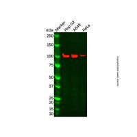Recombinant ABCG1 Antibody,重组, ExactAb™, 已验证, 高性能, 见COA,阿拉丁