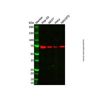 IL-20R1 Antibody，ExactAb™, Validated, 1.0 mg/mL，阿拉丁