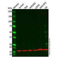 Recombinant Ube2N/Ubc13 Antibody,ExactAb™, Validated, 重组, 0.7 mg/mL,阿拉丁