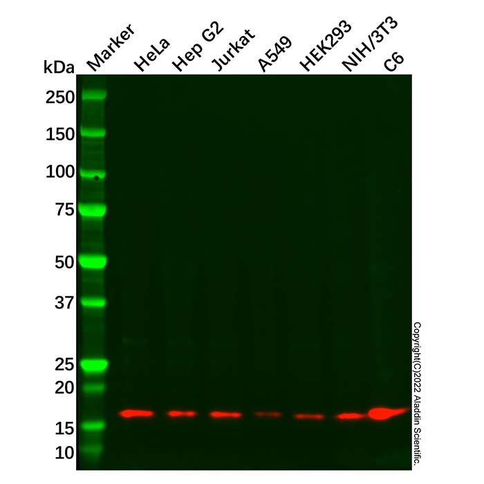 Recombinant Peroxiredoxin 5 Antibody，ExactAb™, Validated, 重组, 0.6 mg/mL，阿拉丁产品图