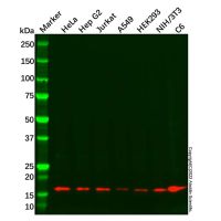 Recombinant Peroxiredoxin 5 Antibody,ExactAb™, Validated, 重组, 0.6 mg/mL,阿拉丁