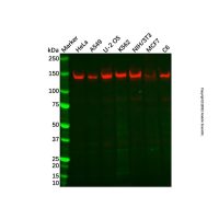 Recombinant UBE4B Antibody，ExactAb™, Validated, 重组, 0.3 mg/mL，阿拉丁