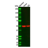 Recombinant CaMKII alpha Antibody,ExactAb™, Validated, 重组, 0.8 mg/mL,阿拉丁