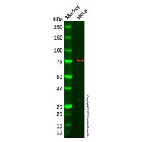 Recombinant HDAC10 Antibody,ExactAb™, Validated, 重组, 2.0 mg/mL,阿拉丁