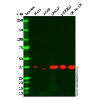 Recombinant Serine racemase Antibody,ExactAb™, Validated, 重组, 1.0 mg/mL,阿拉丁