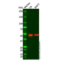 Recombinant AP2 alpha Antibody,ExactAb™, Validated, Recombinant, High performance, 1.8 mg/mL,阿拉丁