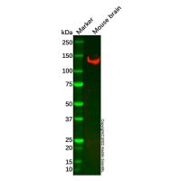 Recombinant NrCAM Antibody,ExactAb™, Validated, 重组, 0.6 mg/mL,阿拉丁