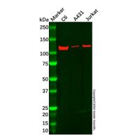 Recombinant hnRNP U/p120 Antibody,ExactAb™, Validated, 重组, 0.33 mg/mL,阿拉丁