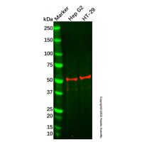 Recombinant Hydrogen Potassium ATPase Beta/ATP4B Antibody，重组, ExactAb™, 已验证, 见COA，阿拉丁
