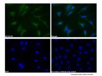 Recombinant TRAF2 Antibody,重组, ExactAb™, 已验证, 见COA,阿拉丁