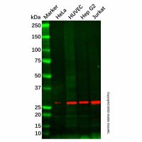 Recombinant SNRPA1 Antibody,重组, ExactAb™, 已验证, 见COA,阿拉丁