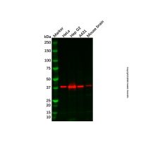 Recombinant DNA Polymerase beta Antibody，重组, ExactAb™, 已验证, 见COA，阿拉丁