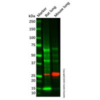 Recombinant TEMT Antibody，重组, ExactAb™, 已验证, 0.5 mg/mL，阿拉丁
