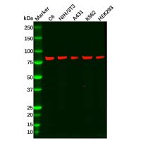 Recombinant RSK3 Antibody，ExactAb™, Validated, 重组, 0.6 mg/mL，阿拉丁