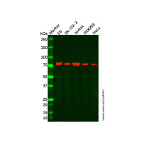 Recombinant DPP3 Antibody，重组, ExactAb™, 已验证, 见COA，阿拉丁