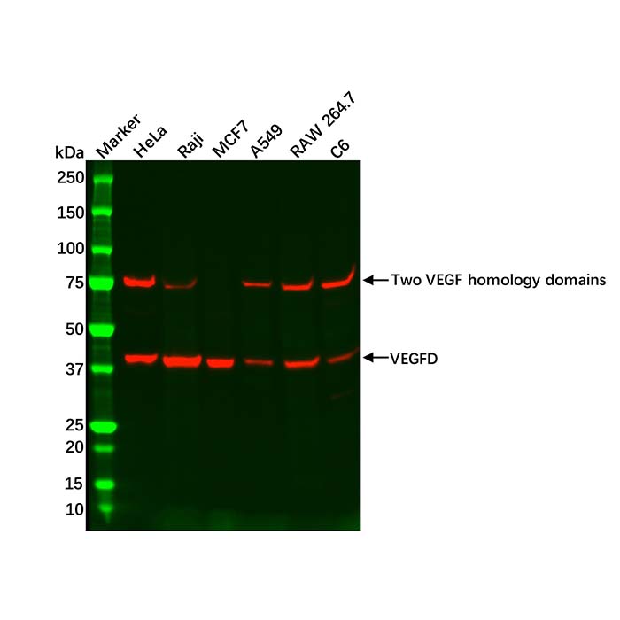Recombinant VEGFD Antibody，ExactAb™, Validated, 重组, 1.5 mg/mL，阿拉丁产品图