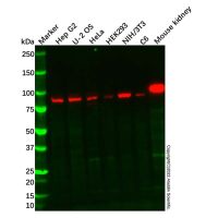 Recombinant Aconitase 1/ACO1 Antibody,ExactAb™, Validated, 重组, 1.5 mg/mL,阿拉丁