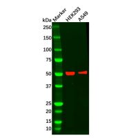 Recombinant Wilms Tumor Protein Antibody，ExactAb™, Validated, 重组, 0.6 mg/mL，阿拉丁