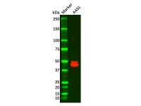 Recombinant Cytokeratin 14 Antibody，ExactAb™, Validated, 重组, 0.099 mg/mL，阿拉丁