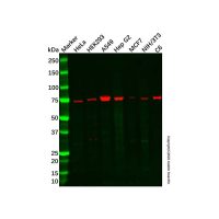 GCLC Antibody,ExactAb™, Validated, Carrier Free, 1.0 mg/mL,阿拉丁