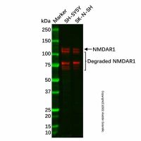 Recombinant NMDAR1 Antibody,重组, ExactAb™, 已验证, 见COA,阿拉丁