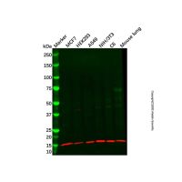 Recombinant TIP-1 Antibody，重组, ExactAb™, 已验证, 见COA，阿拉丁