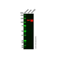 Recombinant CD31 Antibody,重组, ExactAb™, 已验证, 见COA,阿拉丁
