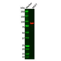 DTX3L Antibody,ExactAb™, Validated, Carrier Free, 0.5 mg/mL,阿拉丁