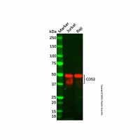 Recombinant CD53 Antibody,重组, ExactAb™, 已验证, 见COA,阿拉丁