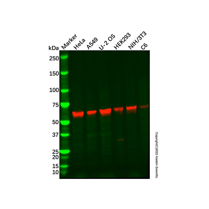 Recombinant EYA2 Antibody,ExactAb™, Validated, Recombinant, High performance, 0.6 mg/mL,阿拉丁产品图