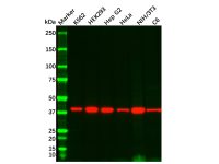 Recombinant Wnt16 Antibody，ExactAb™, Validated, 重组, 0.3 mg/mL，阿拉丁