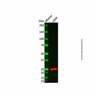 Recombinant Hsp22/HSPB8 Antibody，ExactAb™, Validated, 重组, 0.5 mg/mL，阿拉丁