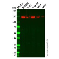 SMC2 Antibody，ExactAb™, Validated, Carrier Free, 0.5 mg/mL，阿拉丁