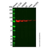 Recombinant GMEB1 Antibody,ExactAb™, Validated, Recombinant, 0.6 mg/mL,阿拉丁