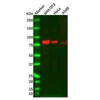 Recombinant SMURF2 Antibody，重组, ExactAb™, 已验证, 见COA，阿拉丁