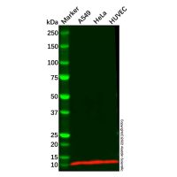 Recombinant S100 alpha 6/PRA Antibody,ExactAb™, Validated, 重组, 0.3 mg/mL,阿拉丁
