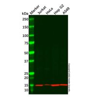 Recombinant NDUFC2 Antibody，ExactAb™, Validated, 重组, 0.2 mg/mL，阿拉丁