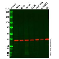 Recombinant PSMD14 Antibody，ExactAb™, Validated, 重组, 0.5 mg/mL，阿拉丁