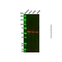 Recombinant Cytokeratin 10 Antibody,重组, ExactAb™, 敲低验证, 已验证, 见COA,阿拉丁