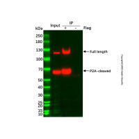 UltraBio™ Anti-Flag (DYKDDDDK) Magnetic Beads，BioReagent,用于蛋白分析,10 mg/mL; Particle Size: 1 μm，阿拉丁