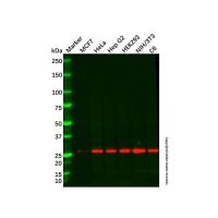 Proteasome 20S alpha 5/PSMA5 Mouse mAb,ExactAb™, Validated, Carrier Free, 0.5 mg/mL,阿拉丁