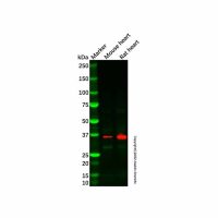Recombinant Superoxide Dismutase 3/EC-SOD Antibody，重组, ExactAb™, 已验证, 见COA，阿拉丁