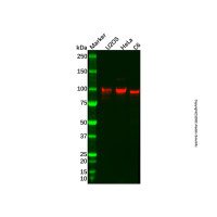 Recombinant DAB2 Antibody，ExactAb™, Validated, 重组, 0.7 mg/mL，阿拉丁